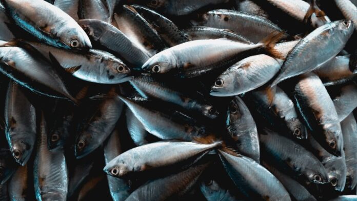 A Pesca Maravilhosa, Reflexão da Bíblia