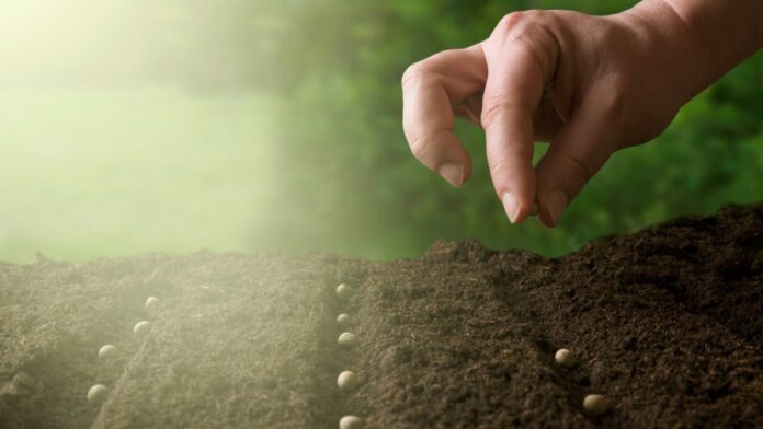 Capa do podcast reflexão da Biblia com o tema Plante boas sementes