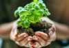 foto de uma pessoa segurando uma planta com raiz em suas mãos