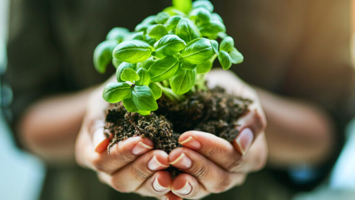 foto de uma pessoa segurando uma planta com raiz em suas mãos